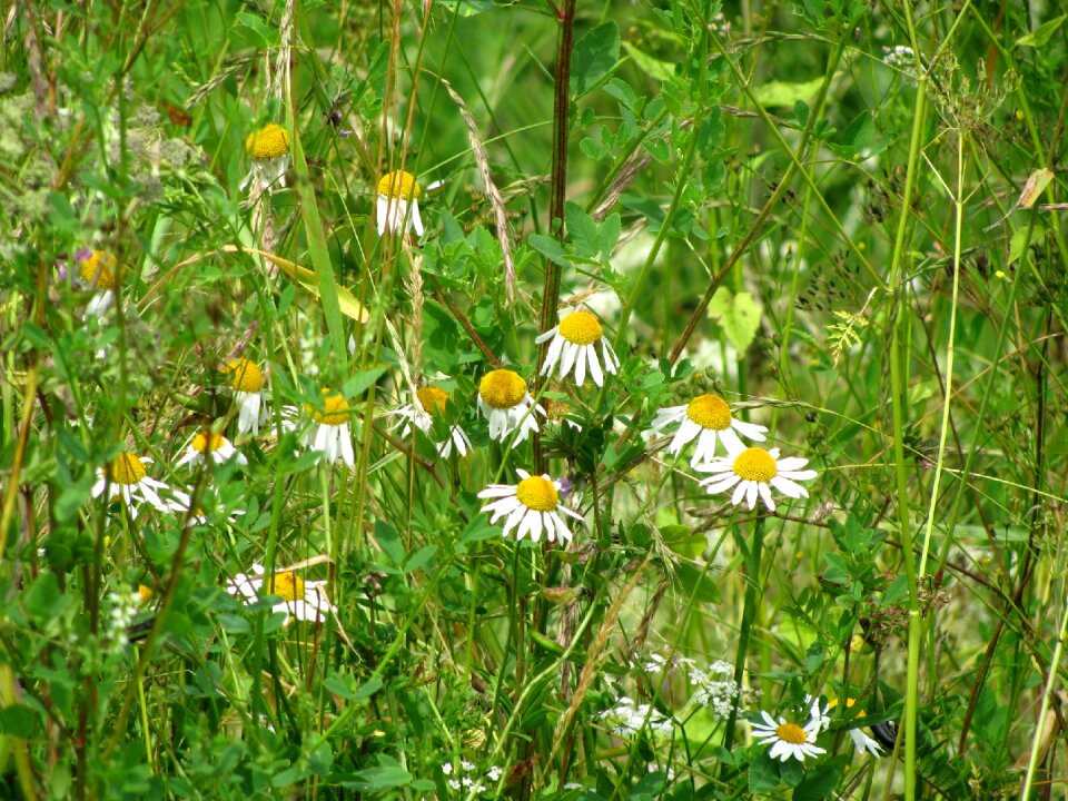 Flowers herbs medicinal plant