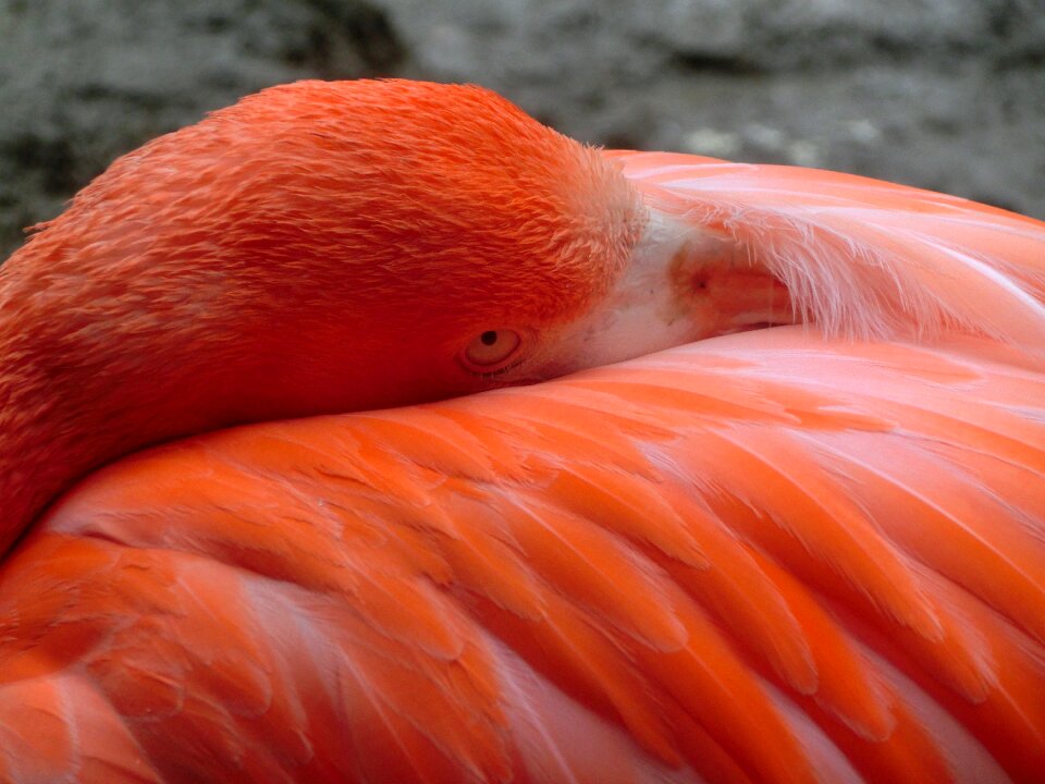 Water bird feather plumage