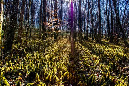 Green trees nature photo