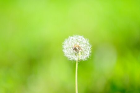 Plants dandelion mr hall landscape