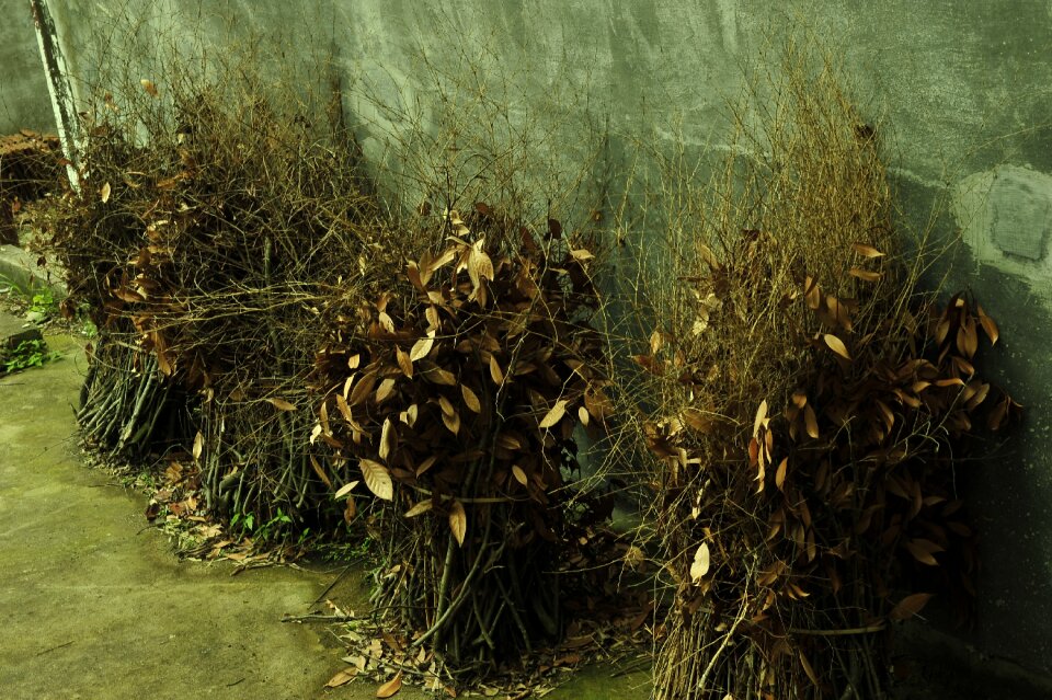 Dry plant in rural areas