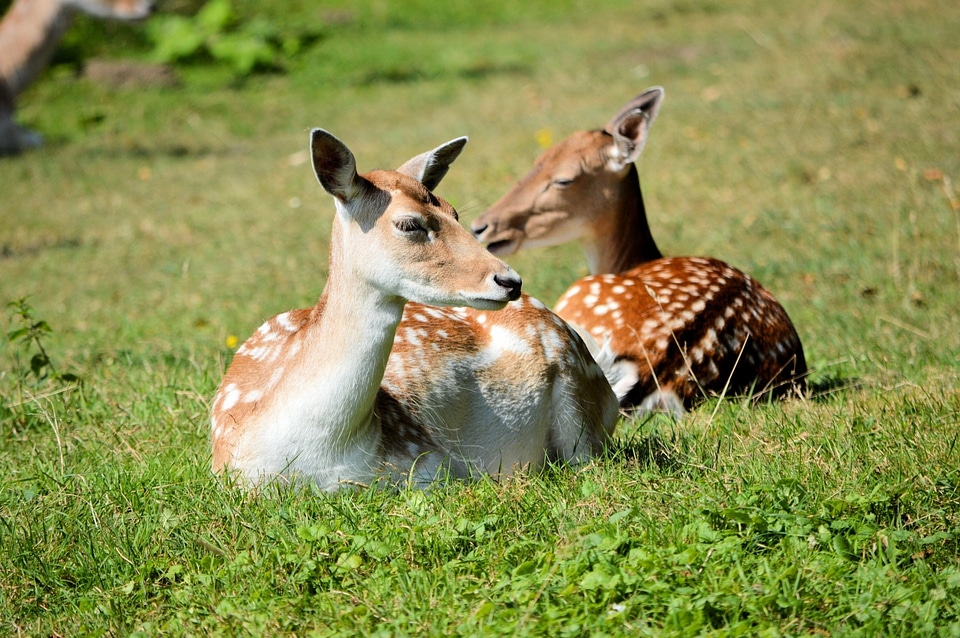 Animal mammal natural