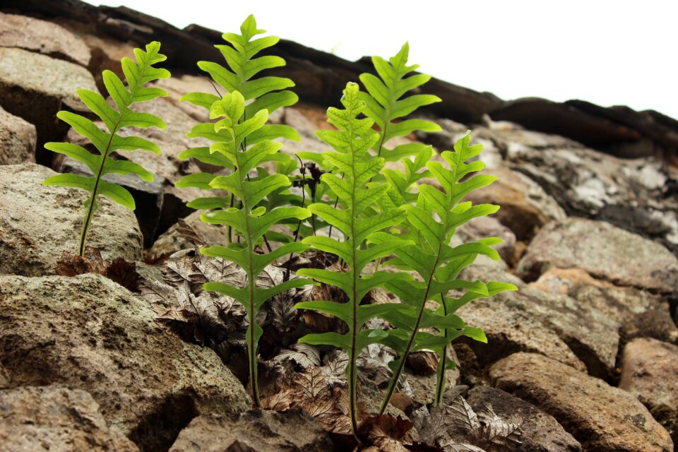 Stone plant green