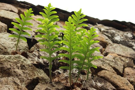 Stone plant green