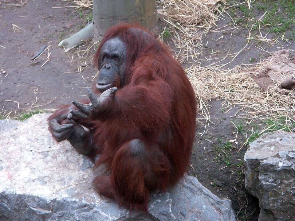 Orang-utan zoo creature photo