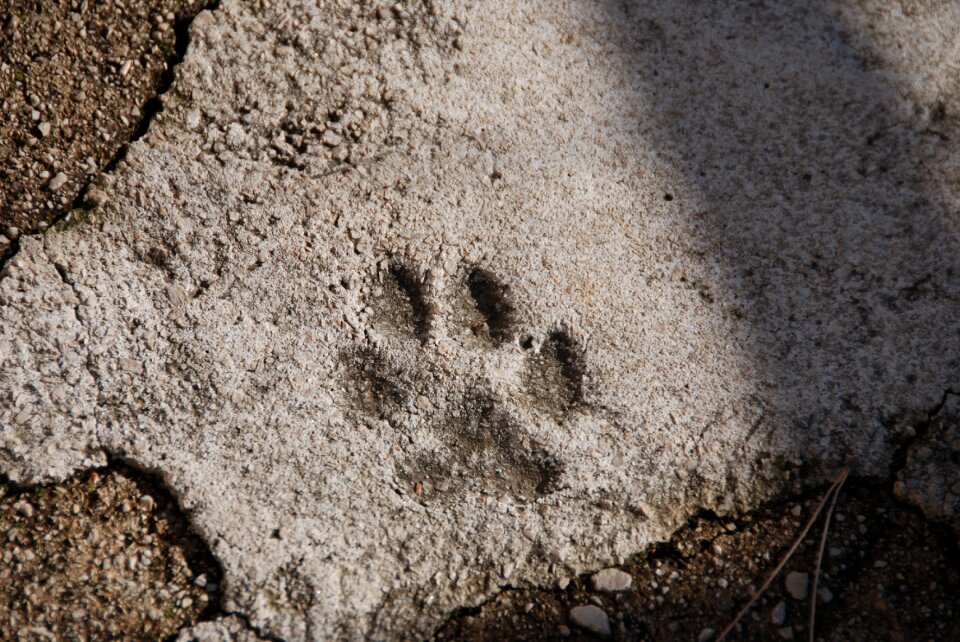 Paw print everlasting asphalt