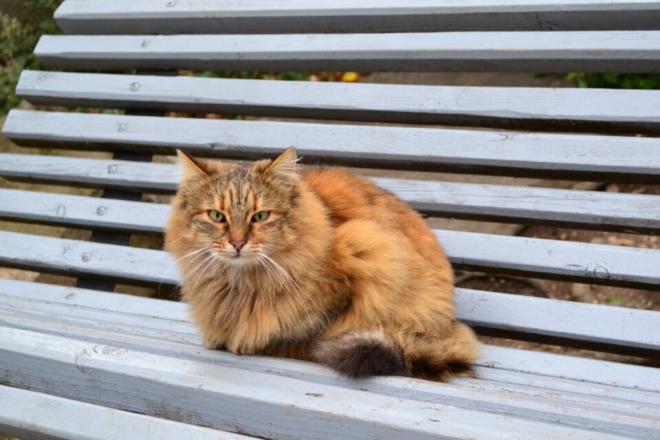 Homeless fur redhead