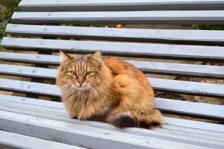 Homeless fur redhead photo