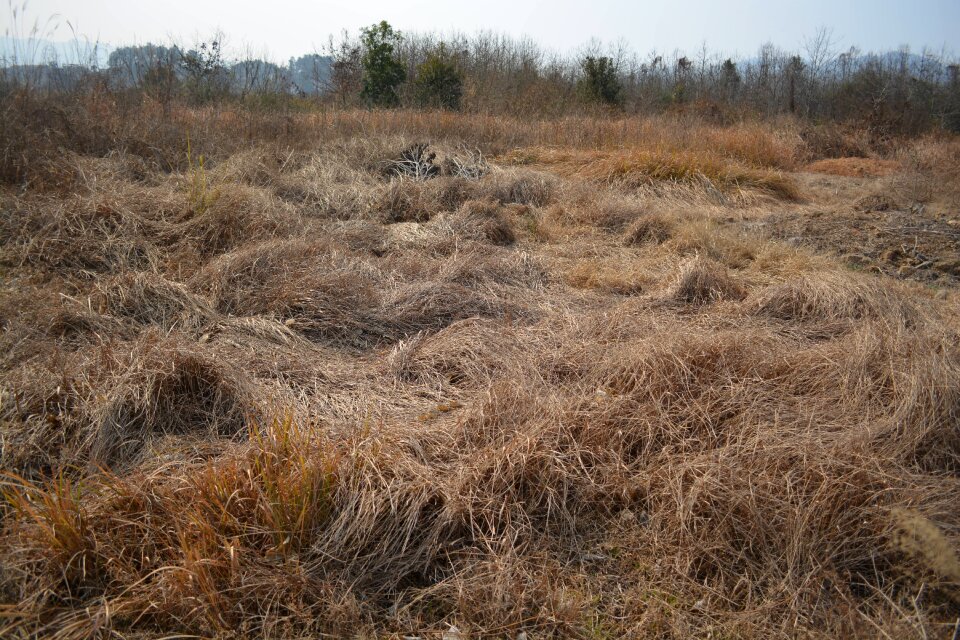Winter wilderness hay