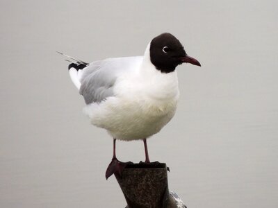 Wildlife avian seagull photo