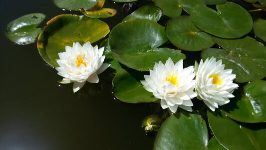 Water lily aquatic plants ponds photo