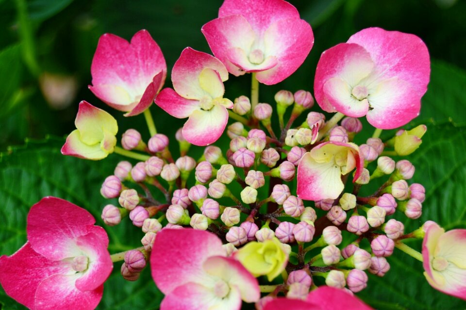 Nature spring garden