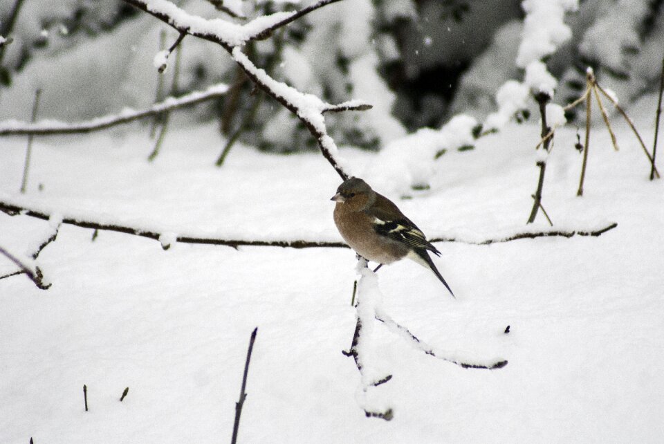 White cold animals