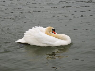 Water lake animal