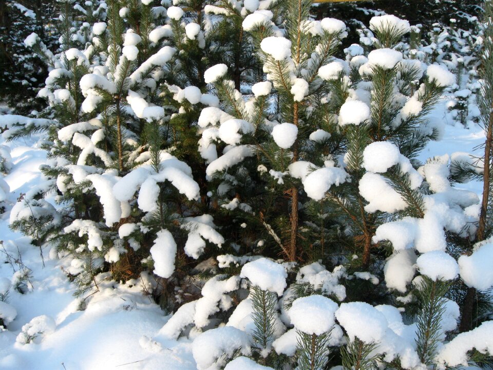 Trees efi snow