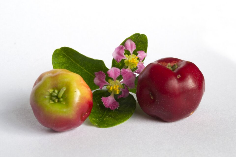 Frutas vermelhas verde brasil