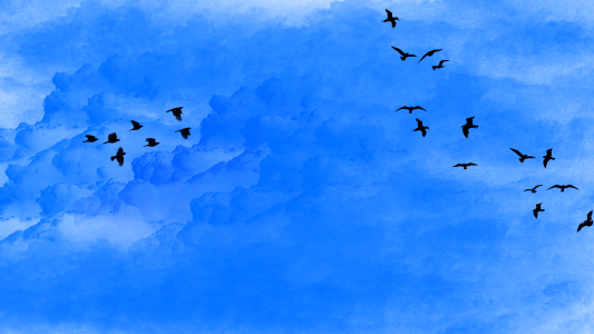 Flying seagull birds