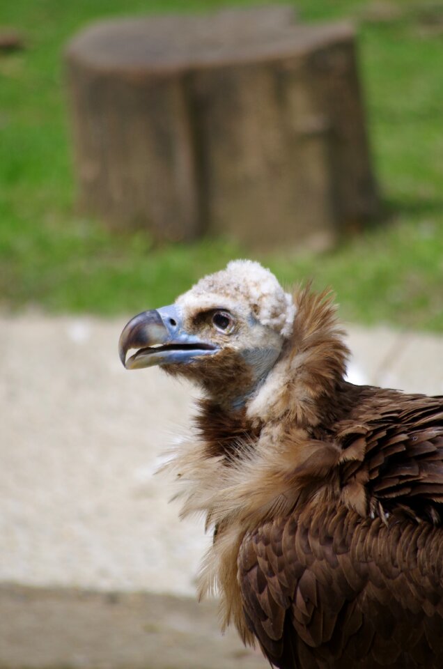 Vulture zoo mulhouse
