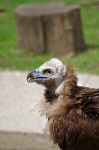 Vulture zoo mulhouse photo