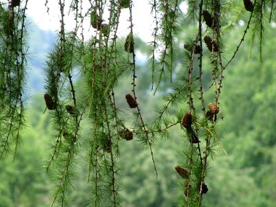 Cones fir tree photo