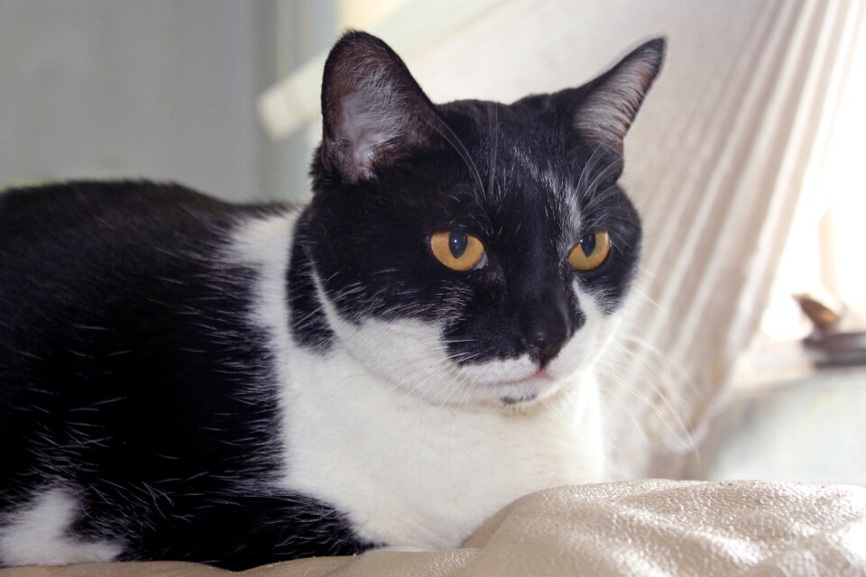 Domestic pet rescue