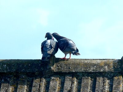 Bird animal symbol photo