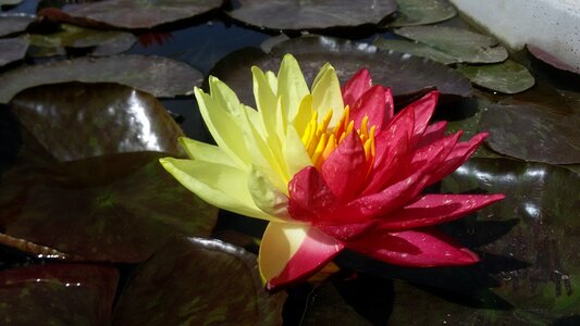 Water lily aquatic plants ponds