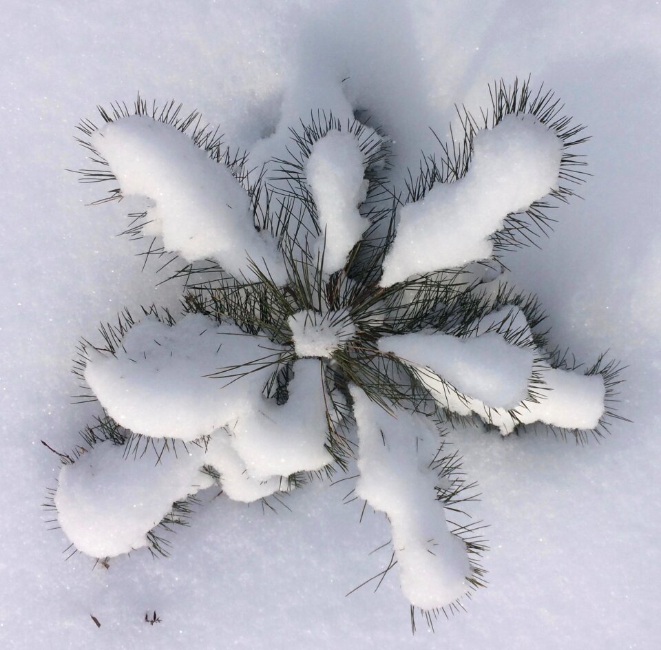 Snow cold nature
