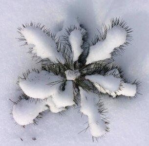 Snow cold nature