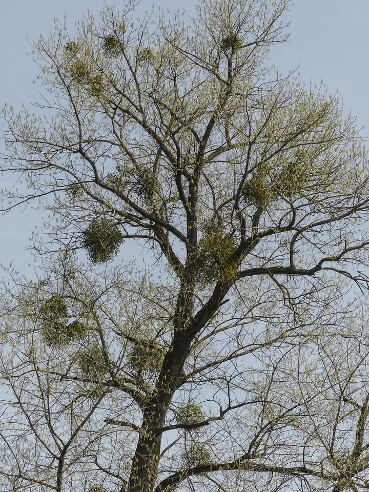 Branches attachments growing