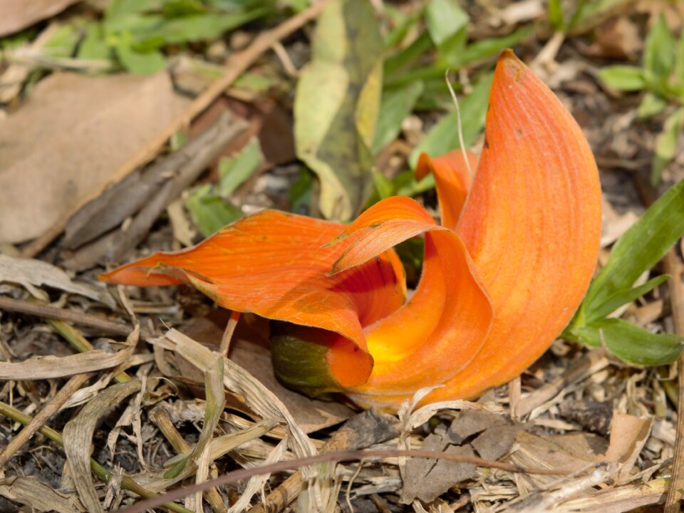 Wildflower flower