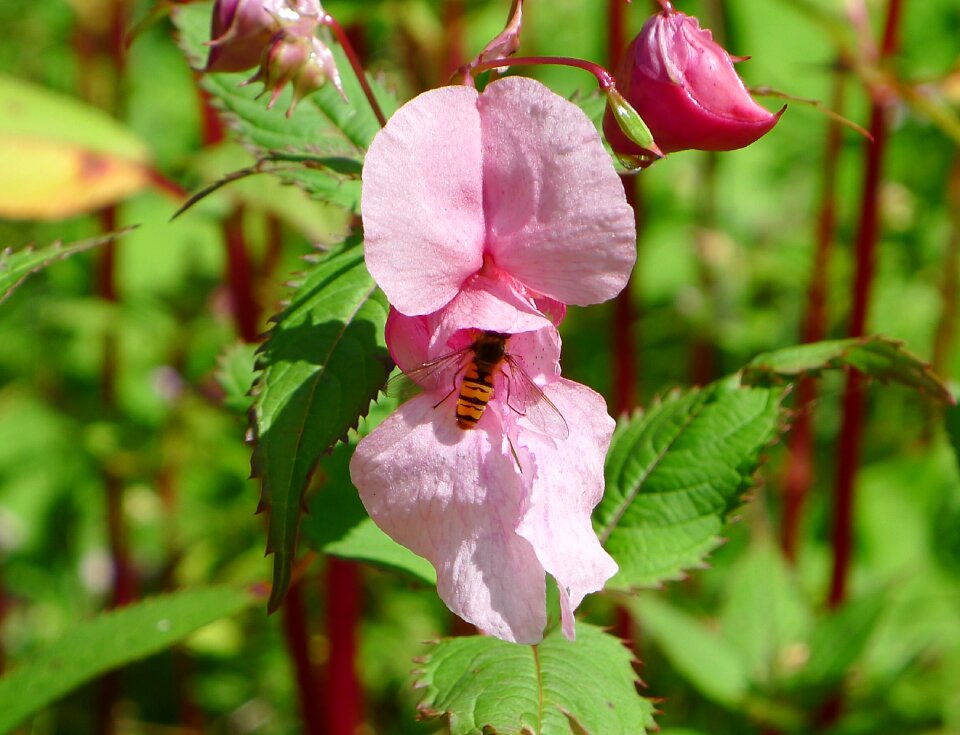 Bee close up pink