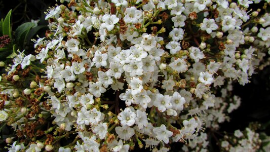 Flora elegant blossom