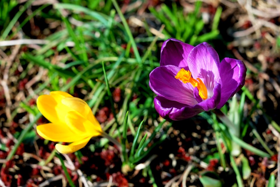 Plant nature spring