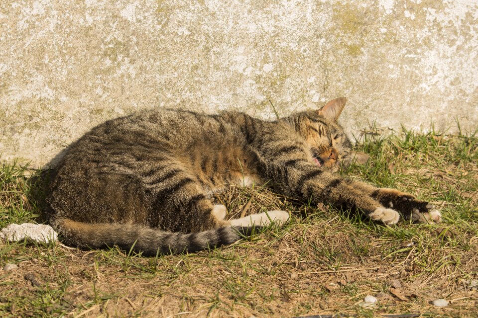 Animal kitten feral cat