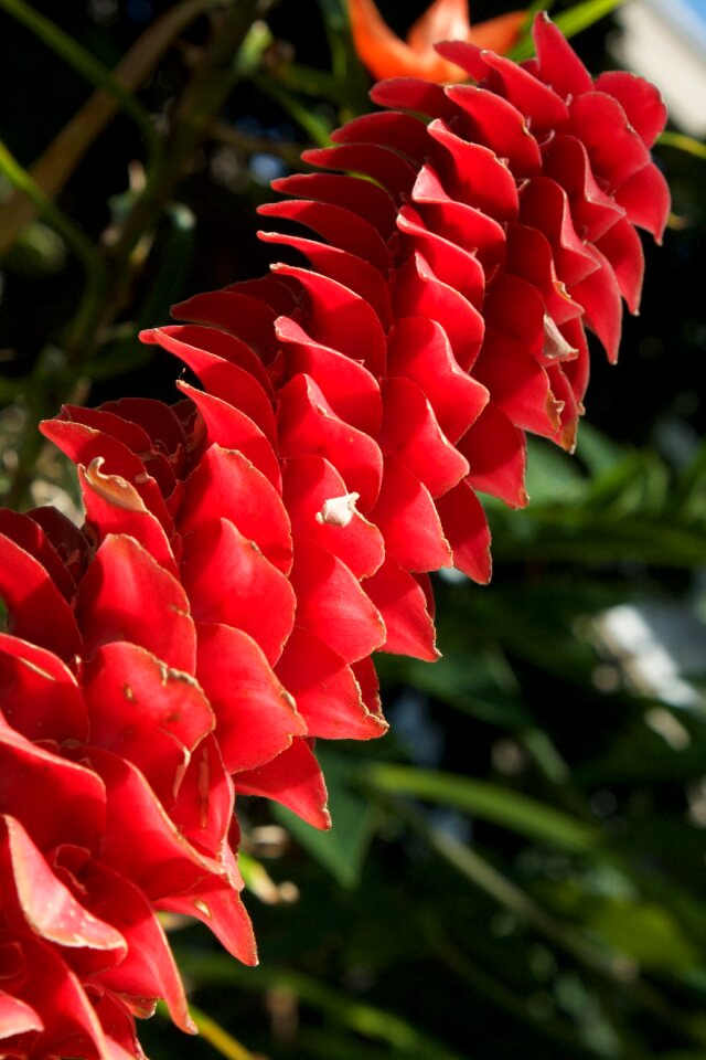 Macro leaf floral