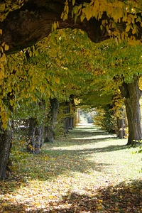 Hornbeam trees passage photo