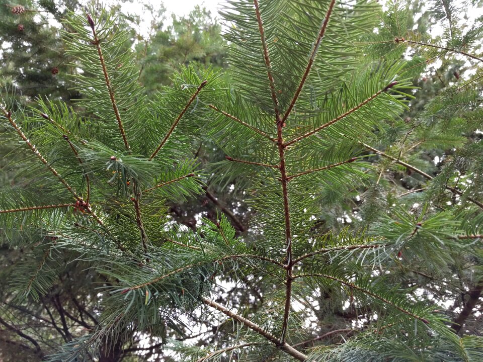 Nature green forest