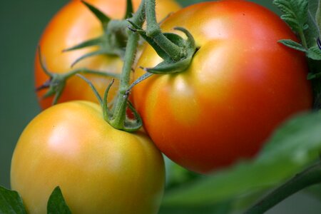 Vegetable vegetarian agriculture