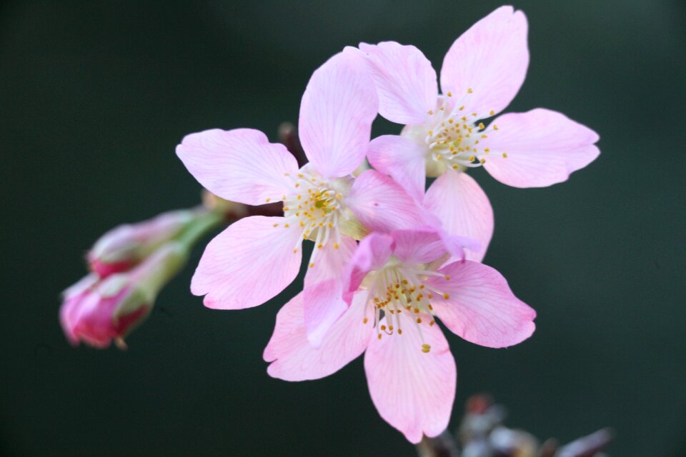 Wikiproject taiwan flower pink