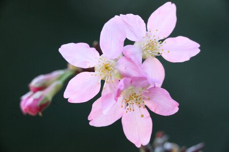 Wikiproject taiwan flower pink photo