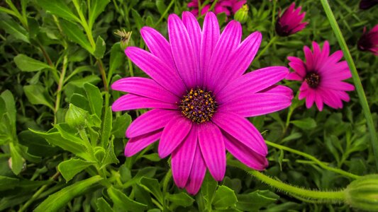 Purple beautiful blossom photo