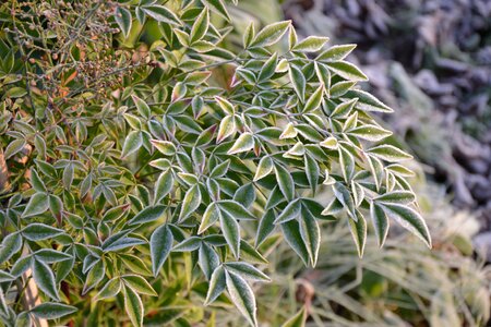 Foliage leaves garden