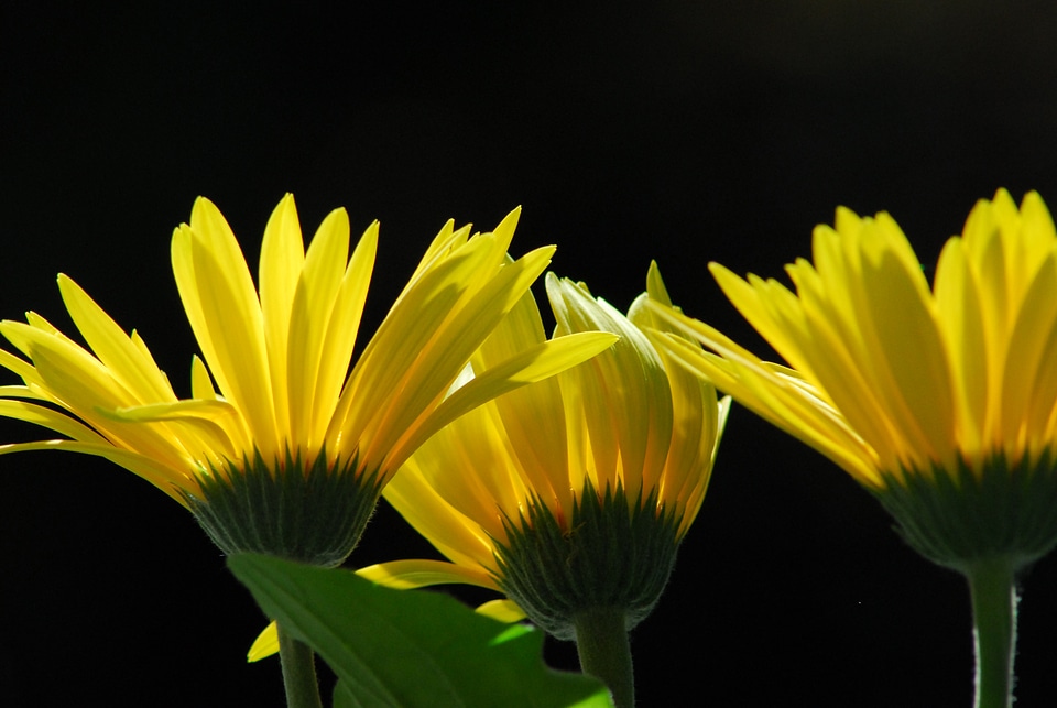 Summer flowers yellow flower