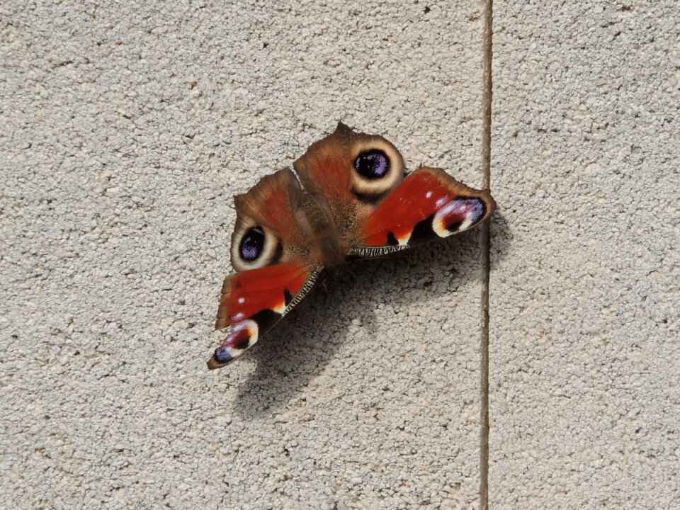 Orange lepidoptera shadow