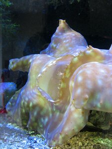 Algae plants aquarium