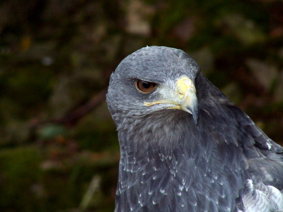 Predator closeup animal