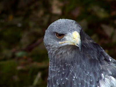 Predator closeup animal photo