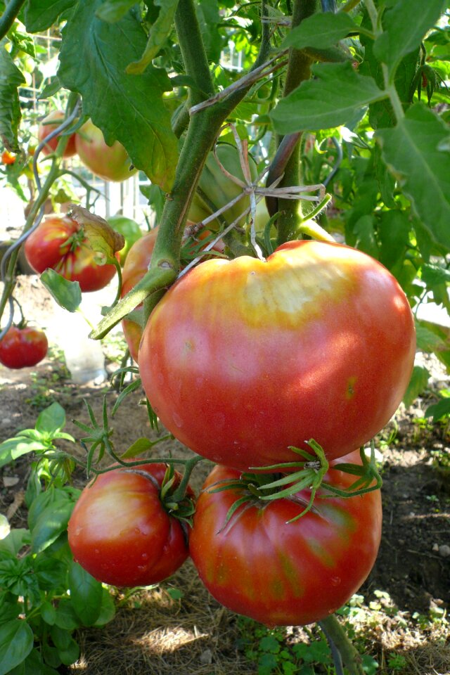 Food fresh healthy