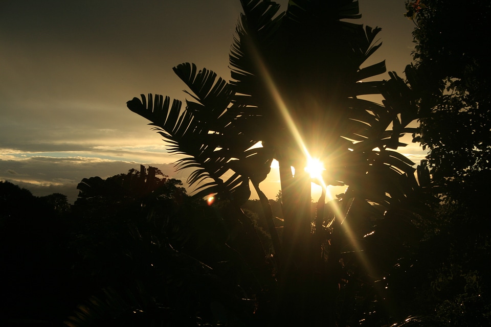 Giant sub tropic sky